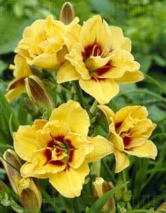 Katlı gün güzeli çiçeği ithal mount helena hemerocallis