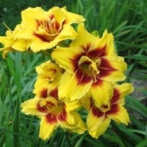 Katlı gün güzeli çiçeği ithal mount helena hemerocallis