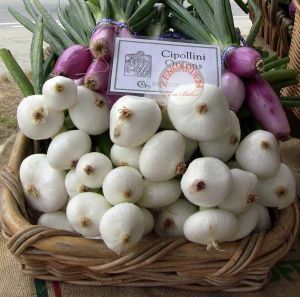 Beyaz cipollini soğan tohumu geleneksel onion bianca di maggio seeds