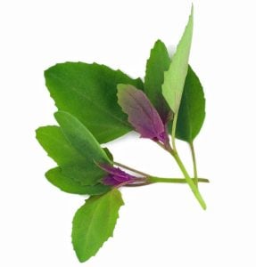 Meksika ıspanak ağacı tohumu tree spinach Chenopodium giganteum