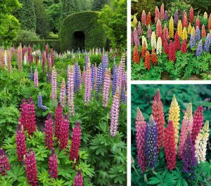 Noble Maiden lupin tohumu acı bakla çiçeği lupinus russel