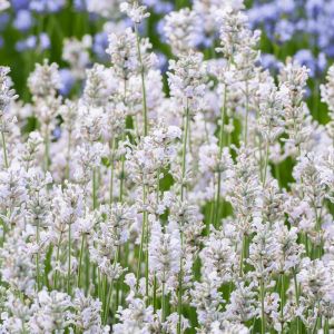 Beyaz lavanta tohumu ellagance snow lavandula angustifolia