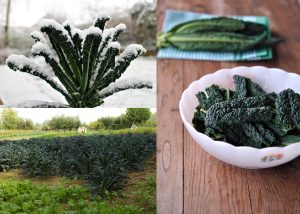 Kıvırcık kara lahana tohumu cavolo nero di Toscana brassica