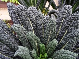 Kıvırcık kara lahana tohumu cavolo nero di Toscana brassica