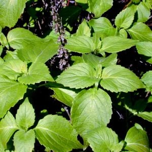 Karanfil kokulu reyhan tohumu clove scented basil