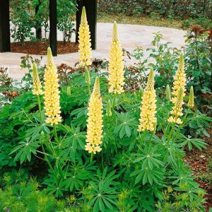 Chandelier lupin tohumu acı bakla çiçeği lupinus russel