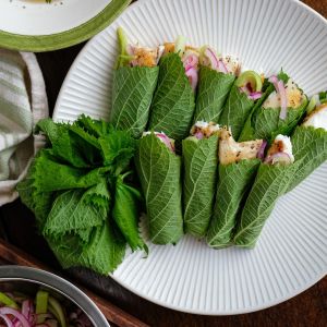 Geniş yapraklı perilla tohumu biftekotu crispa perilla shiso green