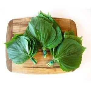 Geniş yapraklı perilla tohumu biftekotu crispa perilla shiso green