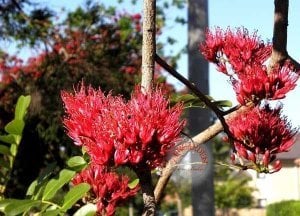 Schotia tohumu sarhoş papağan fuşya ağacı