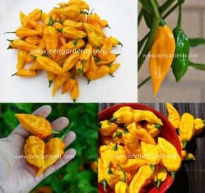 Portakal acı biber tohumu chili pepper fatalii hot citrus