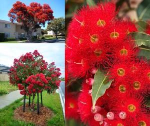 Kırmızı corymbia tohumu süs ağacı corymbia ficifolia