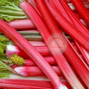 Rhubarb pink victoria pembe ravent tohumu