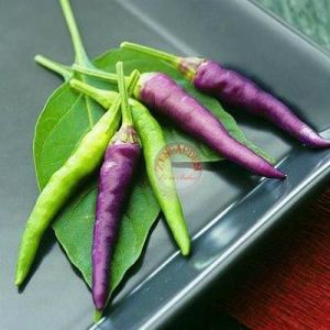 Mor cayenne acı biber tohumu geleneksel long purple cayenne seeds