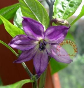 Mor cayenne acı biber tohumu geleneksel long purple cayenne seeds