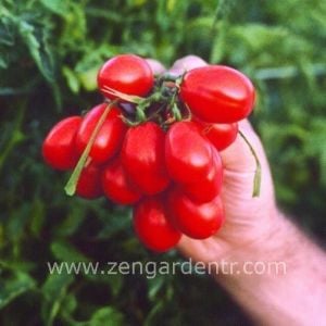 Kırmızı üzüm corbarino domates tohumu geleneksel