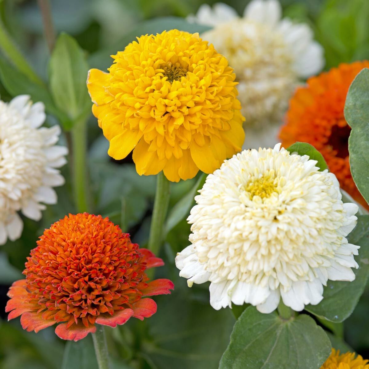 Cresto Citrus karışımı zinnia tohumu kirli hanım çiçeği zinya