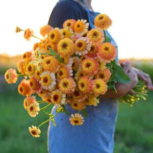 Cresto karışımı zinnia tohumu kirli hanım çiçeği zinya