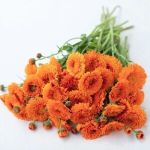 Greenheart Orange calendula aynısafa çiçeği tohumu