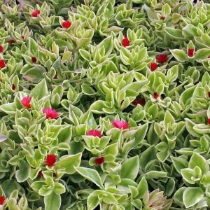 Alaca yapraklı buz çiçeği fidesi aptenia cordifolia variegata crystal baby sun rose