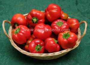 Peynir biberi tohumu tatlı dolma tipi geleneksel red cheese pepper seeds