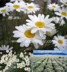 Organik böcek kovucu papatya tohumu chrysanthemum cinerariaefolium