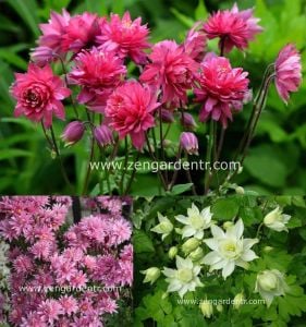 Plena haseki küpesi tohumu karışımı aquilegia clematis çiçekli