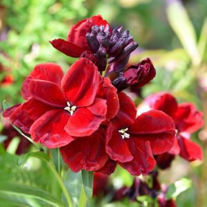 Scarlet emperor kokulu bahçe şebboy tohumu cheiranthus