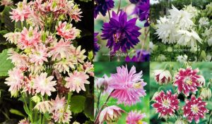 Barlow haseki küpesi tohumu karışımı aquilegia barlow mix