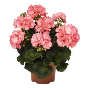 XXL çiçekli sardunya fidesi survivor appleblossom splash pelargonium