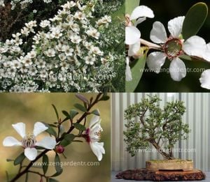 Leptospermum tohumu grandiflorum