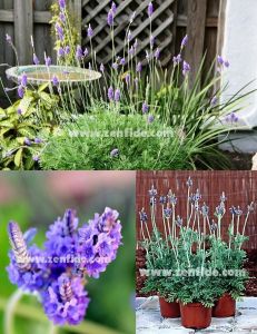 İspanyol lavantası tohumu lavandula multifida