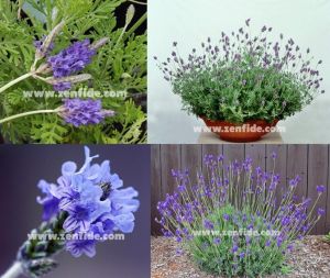 İspanyol lavantası tohumu lavandula multifida