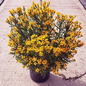 Tagetes lucida Sweet Mace tohumu meksika tarhun kadife çiçeği