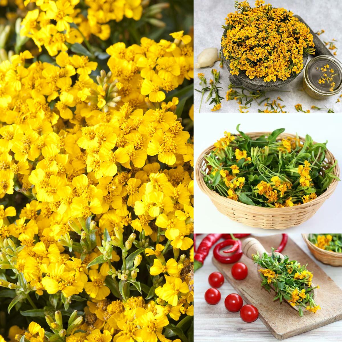 Tagetes lucida Sweet Mace tohumu meksika tarhun kadife çiçeği