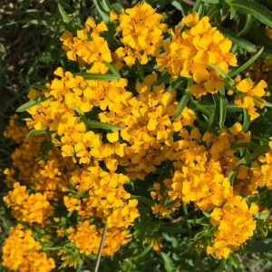 Tagetes lucida Sweet Mace tohumu meksika tarhun kadife çiçeği