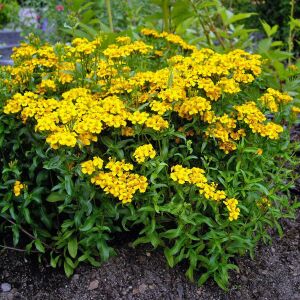 Tagetes lucida Sweet Mace tohumu meksika tarhun kadife çiçeği