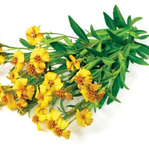 Tagetes lucida Sweet Mace tohumu meksika tarhun kadife çiçeği