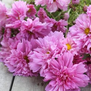 Katlı Kozmos çiçeği tohumu double dutch rose cosmos