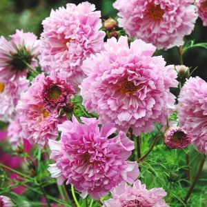 Katlı Kozmos çiçeği tohumu double dutch rose cosmos