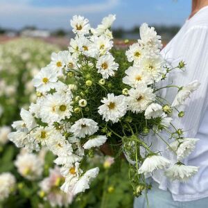 Katlı Kozmos çiçeği tohumu double dutch white cosmos