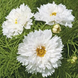 Katlı Kozmos çiçeği tohumu double dutch white cosmos