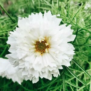 Katlı Kozmos çiçeği tohumu double dutch white cosmos