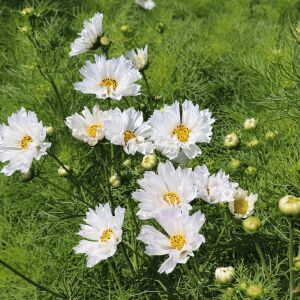 Katlı Kozmos çiçeği tohumu double dutch white cosmos