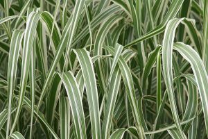 Gümüş Japon çimi Miscanthus sinensis variegatus