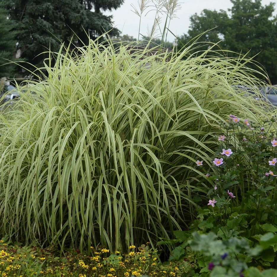 Gümüş Japon çimi Miscanthus sinensis variegatus