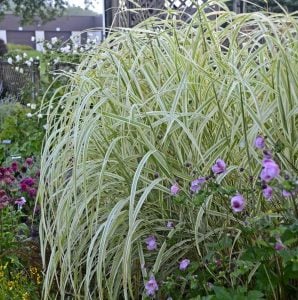 Gümüş Japon çimi Miscanthus sinensis variegatus