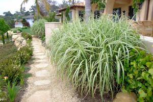 Gümüş Japon çimi Miscanthus sinensis variegatus