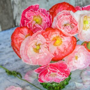 Katlı çiçekli gelincik tohumu papaver rhoeas falling in love