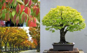 Japon karaağaç fidanı zelkova serrata