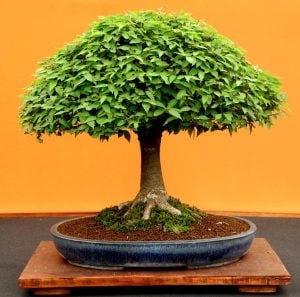 Japon karaağaç fidanı zelkova serrata